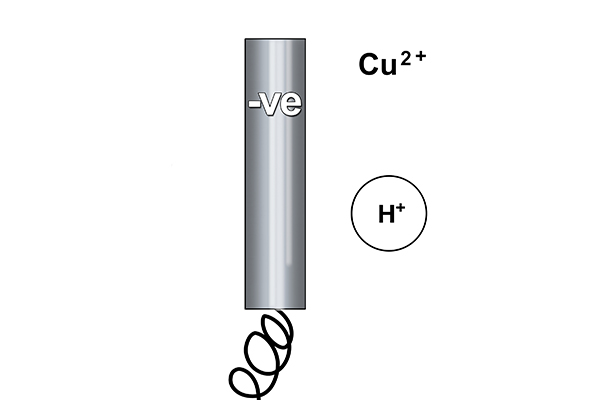 Rule one says copper will form at the cathode because copper is less reactive than hydrogen